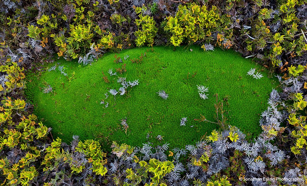 photograph of Cushion Plant and Coral Fern